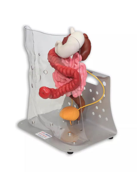 Erler-Zimmer Otto Ostomy Modell erweitert
