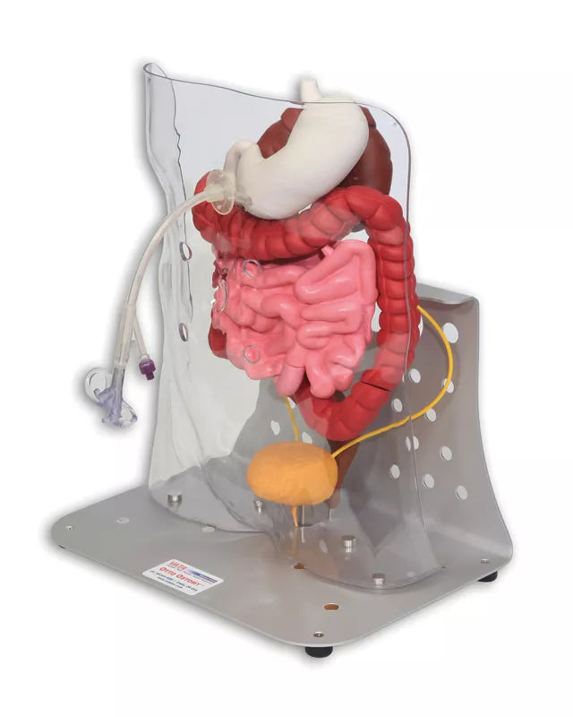 Erler-Zimmer Otto Ostomy Modell erweitert