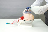 Erler-Zimmer Demonstrationsmodell schwieriges Atemwegsmanagement