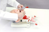 Erler-Zimmer Demonstrationsmodell schwieriges Atemwegsmanagement