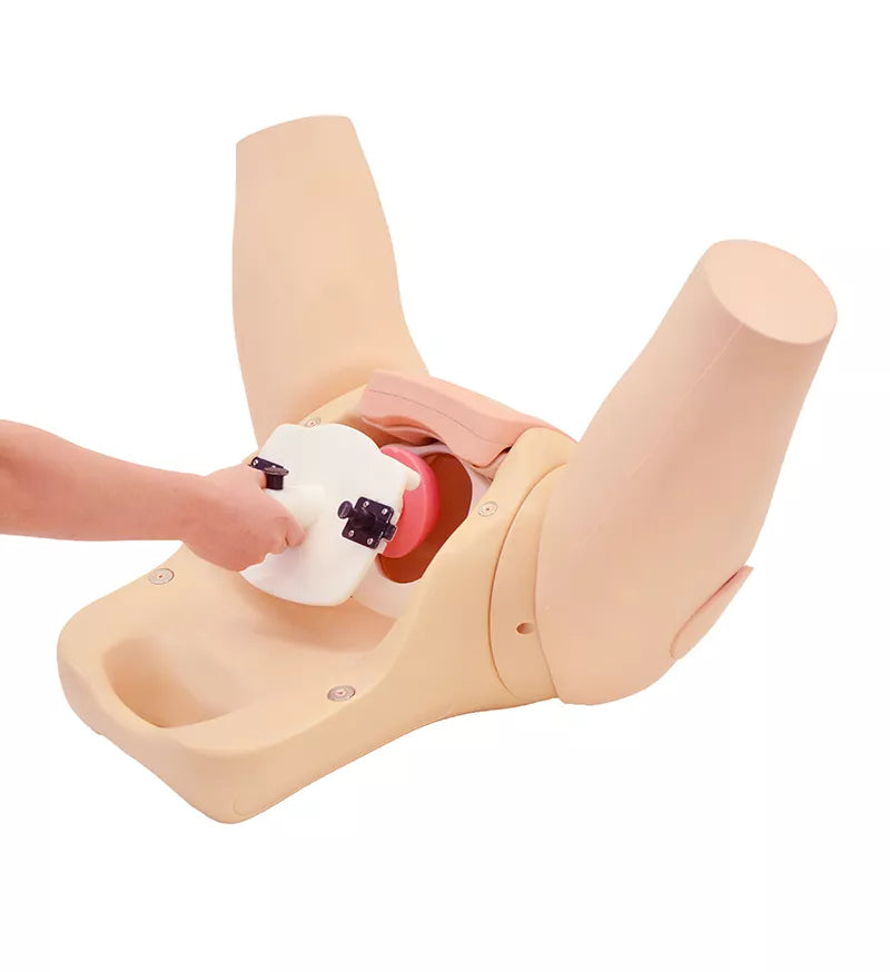 Erler-Zimmer Muttermund - Untersuchungs - Simulator
