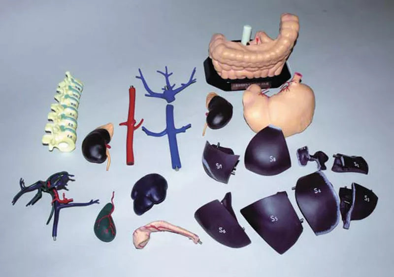 Erler-Zimmer Anatomisches Modell für Ultraschallausbildung