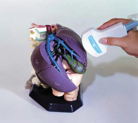 Erler-Zimmer Anatomisches Modell für Ultraschallausbildung