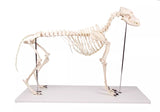 Erler-Zimmer Hundeskelett "Olaf", natürliche Größe