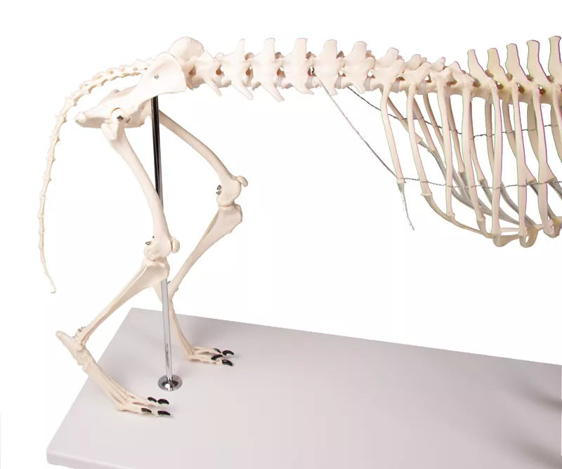 Erler-Zimmer Hundeskelett "Olaf", natürliche Größe