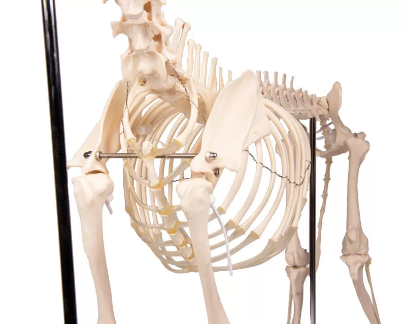 Erler-Zimmer Hundeskelett "Olaf", natürliche Größe