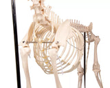 Erler-Zimmer Hundeskelett "Olaf", natürliche Größe