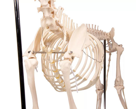 Erler-Zimmer Hundeskelett "Olaf", natürliche Größe