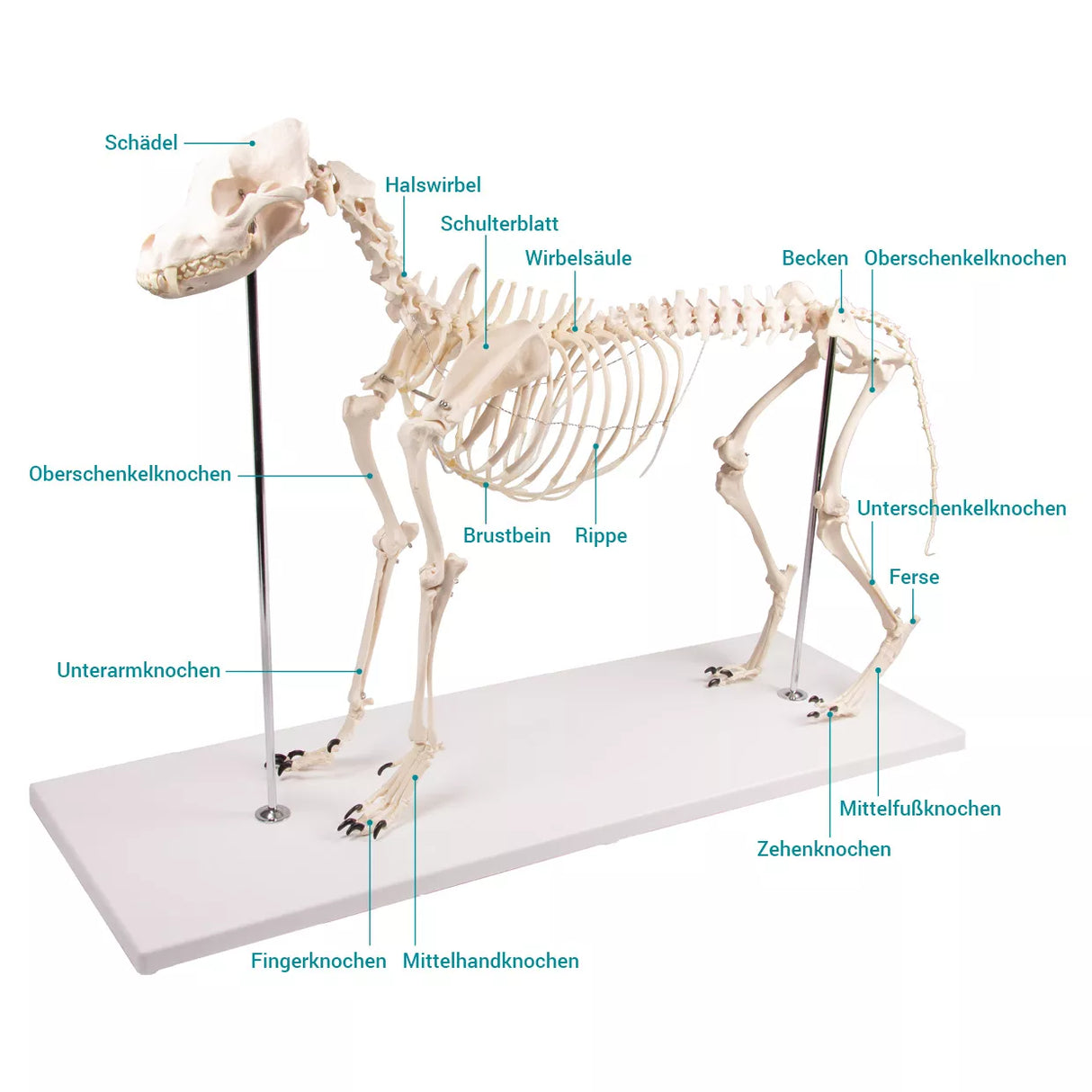 Erler-Zimmer Hundeskelett "Olaf", natürliche Größe