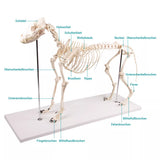Erler-Zimmer Hundeskelett "Olaf", natürliche Größe