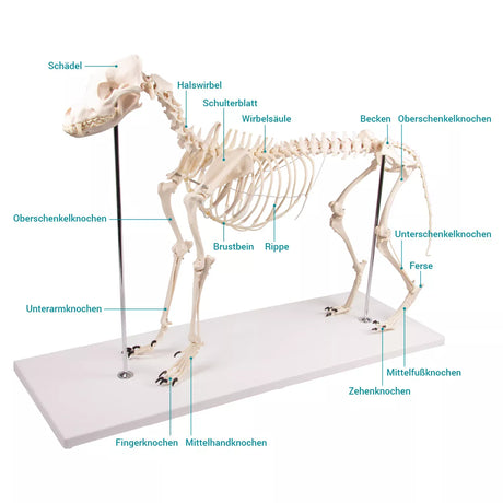 Erler-Zimmer Hundeskelett "Olaf", natürliche Größe