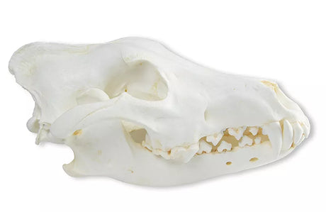 Erler-Zimmer Schädel Wolf (Canis lupus), Alaska Wolf