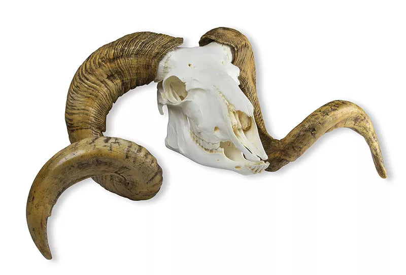 Erler-Zimmer Schädel und Hörner Merinoschafbock (Ovis aries)