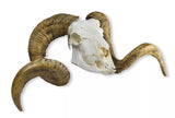 Erler-Zimmer Schädel und Hörner Merinoschafbock (Ovis aries)