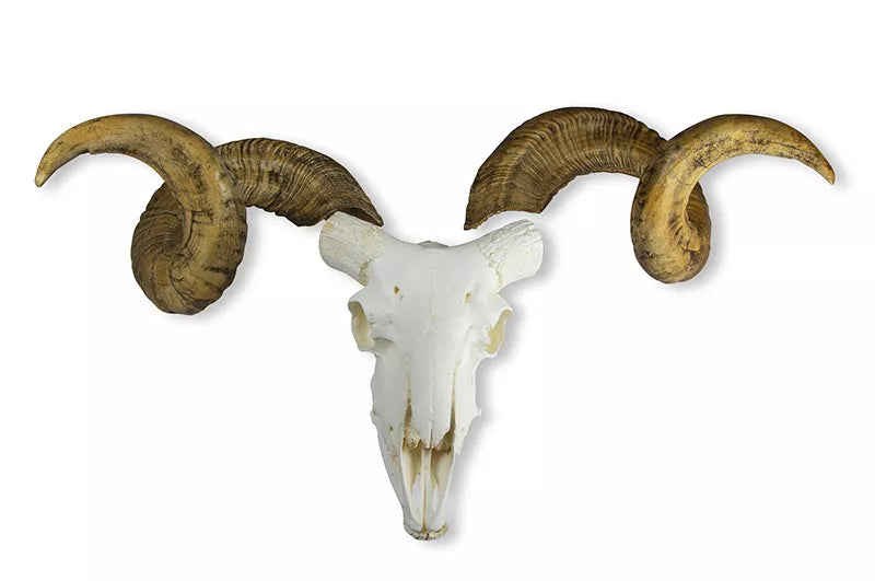 Erler-Zimmer Schädel und Hörner Merinoschafbock (Ovis aries)