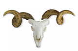 Erler-Zimmer Schädel und Hörner Merinoschafbock (Ovis aries)