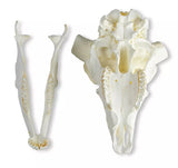 Erler-Zimmer Schädel und Hörner Merinoschafbock (Ovis aries)