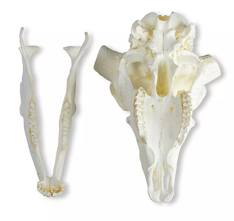 Erler-Zimmer Schädel und Hörner Merinoschafbock (Ovis aries)