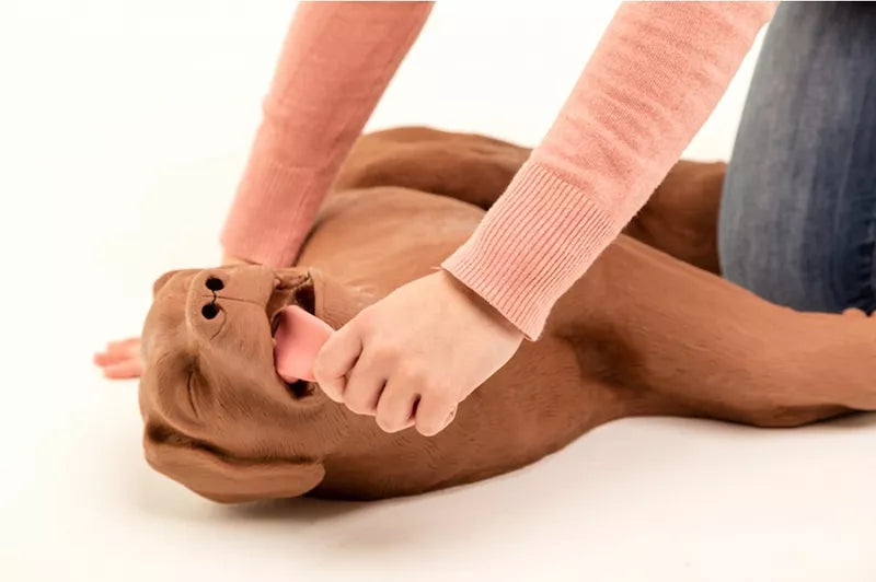 Erler-Zimmer HLW Übungshund CasPeR