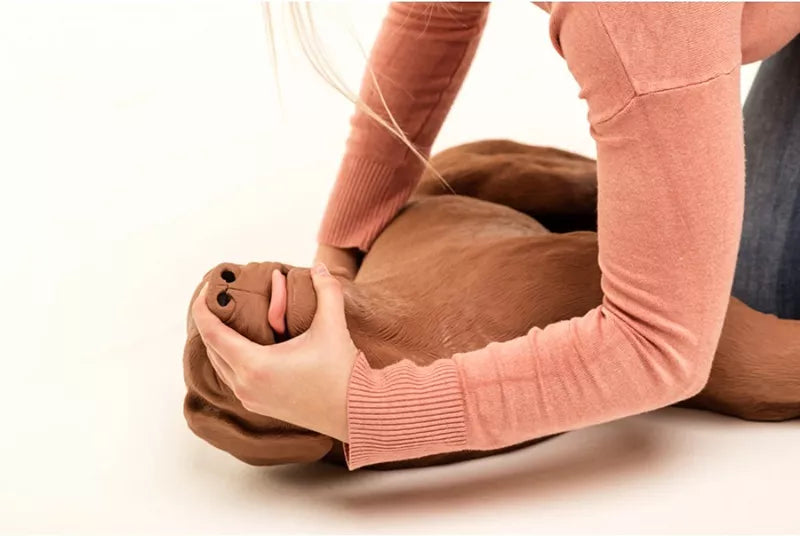 Erler-Zimmer HLW Übungshund CasPeR