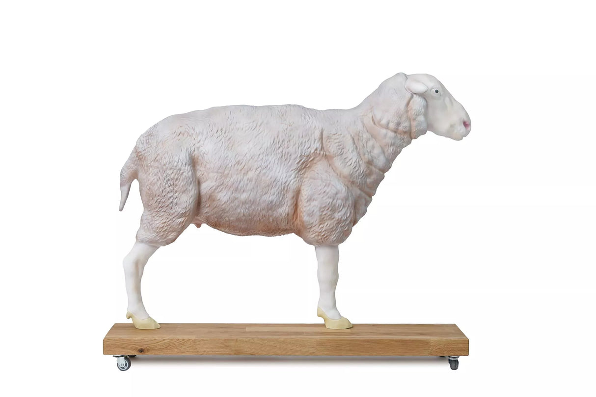 Erler-Zimmer Schafmodell, 12-teilig, 2/3 natürliche Größe