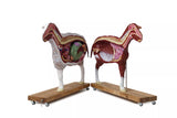 Erler-Zimmer Schafmodell, 12-teilig, 2/3 natürliche Größe