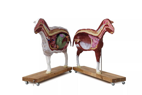 Erler-Zimmer Schafmodell, 12-teilig, 2/3 natürliche Größe