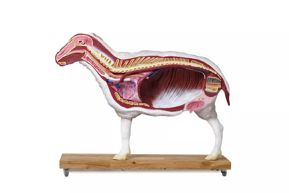 Erler-Zimmer Schafmodell, 12-teilig, 2/3 natürliche Größe
