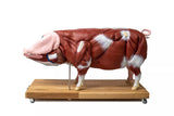 Erler-Zimmer Didaktisches Schweinemodell, 20-teilig, 1/2 natürliche Größe
