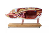 Erler-Zimmer Didaktisches Schweinemodell, 20-teilig, 1/2 natürliche Größe