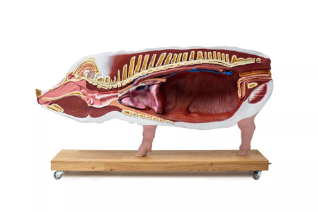 Erler-Zimmer Didaktisches Schweinemodell, 20-teilig, 1/2 natürliche Größe