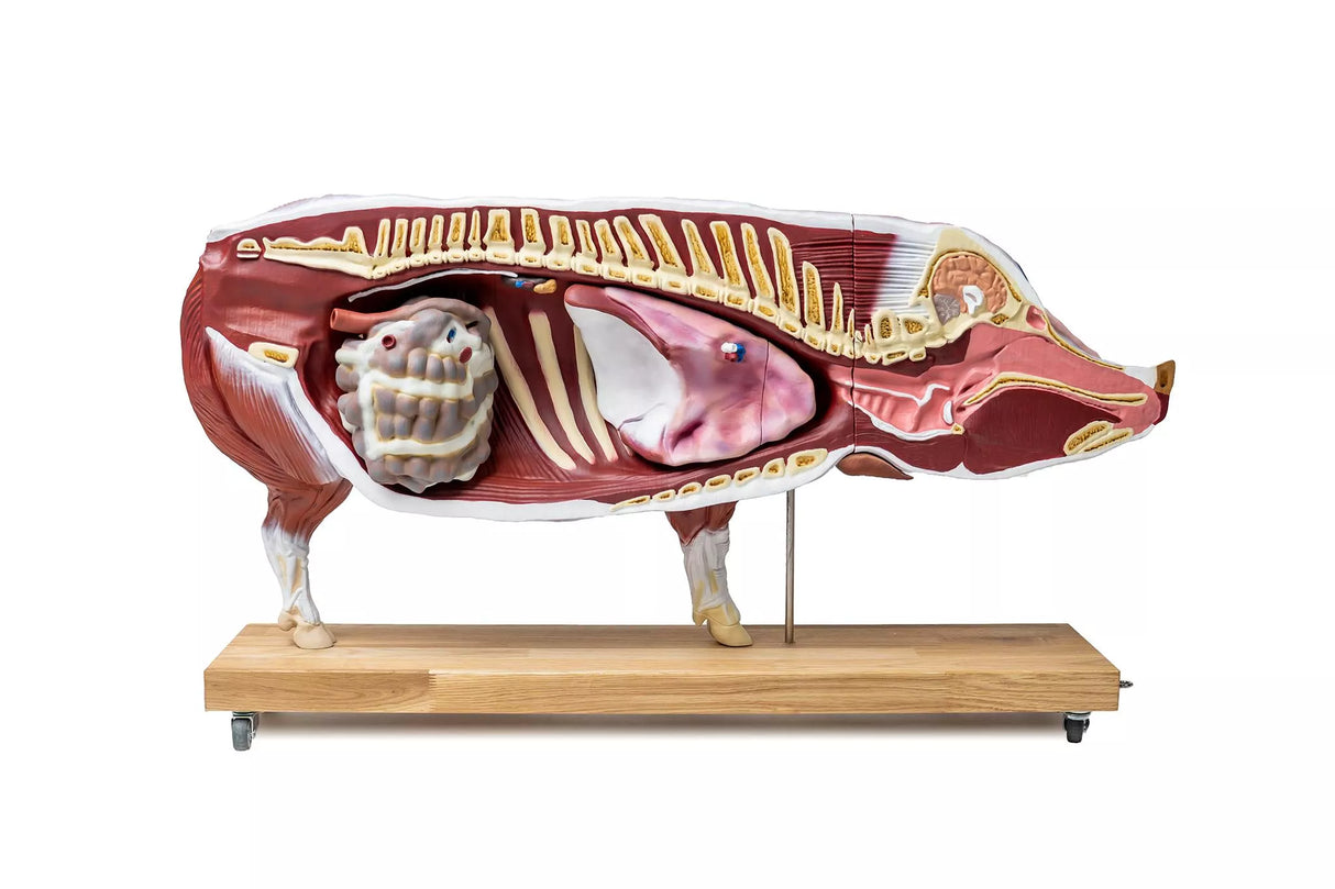 Erler-Zimmer Didaktisches Schweinemodell, 20-teilig, 1/2 natürliche Größe