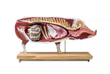 Erler-Zimmer Didaktisches Schweinemodell, 20-teilig, 1/2 natürliche Größe