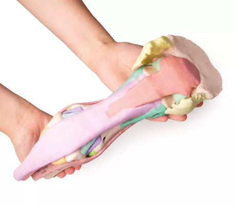 Erler-Zimmer Fuß des Pferdes als Modell - Modell 1