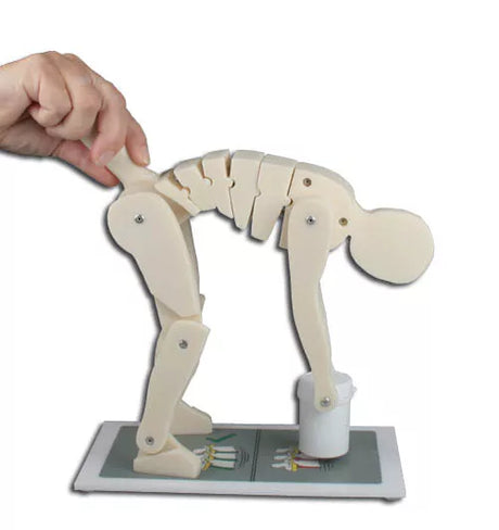 Erler-Zimmer Demonstrationsfigur Modell "richtiges und falsches Heben"