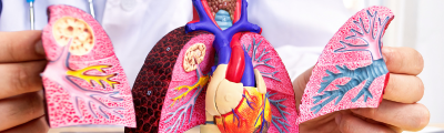 ANATOMISCHE MODELLE