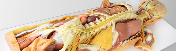 3D Anatomie Serie