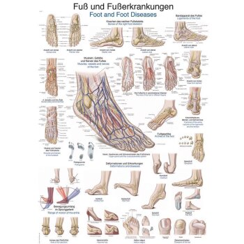 Erler-Zimmer Anatomische Lehrtafel "Fuß und...