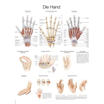 Erler-Zimmer Anatomische Lehrtafel "Die Hand"