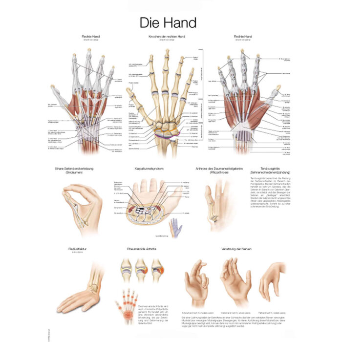 Erler-Zimmer Anatomische Lehrtafel "Die Hand" 50 x 70 cm