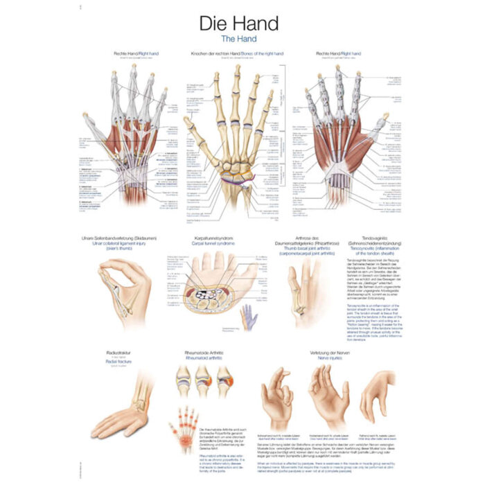 Erler-Zimmer Anatomische Lehrtafel "Die Hand" 70 x 100 cm