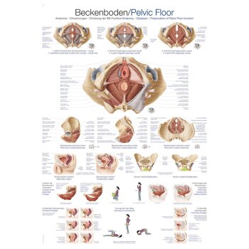 Erler-Zimmer Anatomische Lehrtafel "Beckenboden"