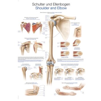 Erler-Zimmer Anatomische Lehrtafel "Schulter und...