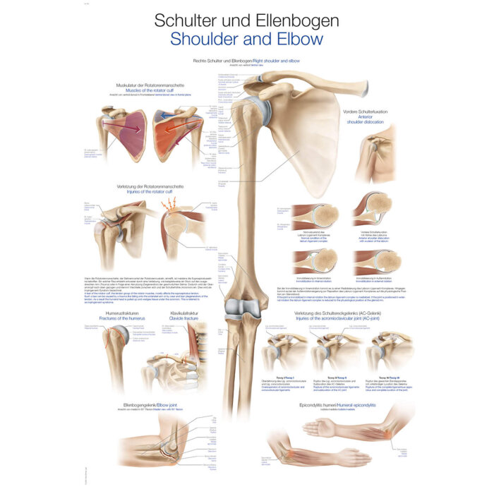Erler-Zimmer Anatomische Lehrtafel "Schulter und Ellenbogen" 50 x 70 cm