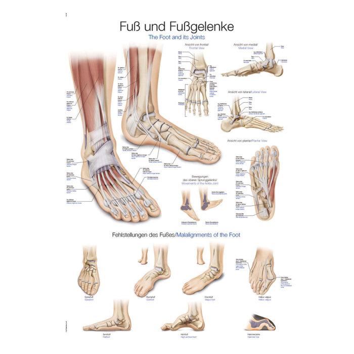 Erler-Zimmer Anatomische Lehrtafel "Fuß und Fußgelenke" 50 x 70 cm