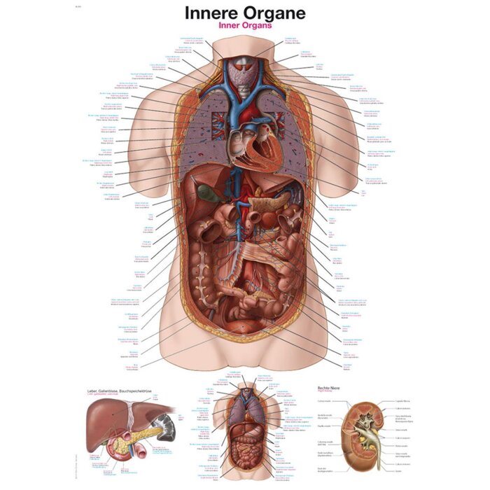 Erler-Zimmer Anatomische Lehrtafel "Innere Organe"