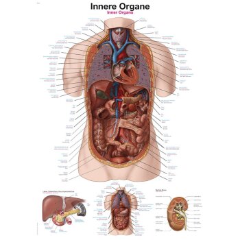 Erler-Zimmer Anatomische Lehrtafel "Innere Organe"