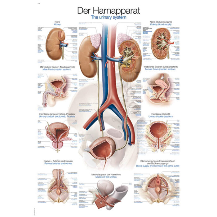 Erler-Zimmer Anatomische Lehrtafel "Harnapparat" 50 x 70 cm