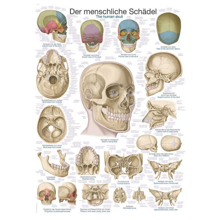 Erler-Zimmer Anatomische Lehrtafel "Der menschliche Schädel"