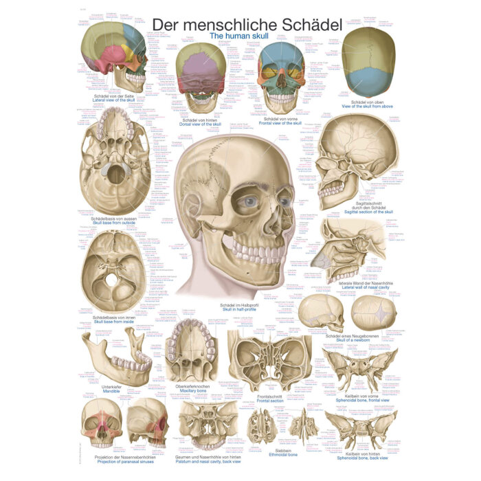 Erler-Zimmer Anatomische Lehrtafel "Der menschliche Schädel" 50 x 70 cm